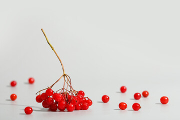 Red viburnum berries on grey background