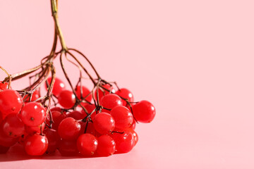 Red viburnum berries on pink background, closeup