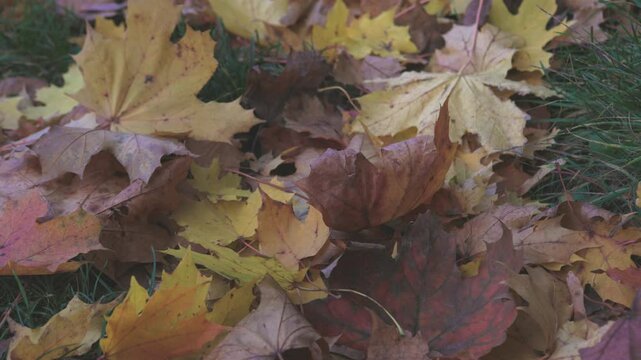 Close-up of autumn leaves blown by strong wind, showing texture, colors, and natural movement, a dynamic shot highlighting the beauty and changeability of autumn nature