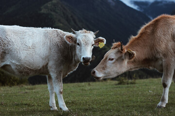 Two young calves nuzzling affectionately on a high-altitude green pasture against a moody backdrop of dark foggy mountain peaks Tender moment between two bovine in a vast misty mountain valley