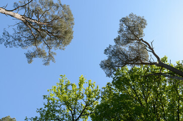Trees with green foliage in a forest in Germany, Europe