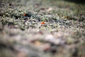 the first snow, nature in winter, new year, plants and trees under the snow