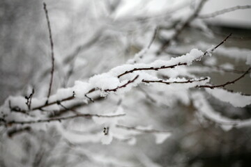 the first snow, nature in winter, new year, plants and trees under the snow