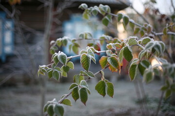 the first snow, nature in winter, new year, plants and trees under the snow