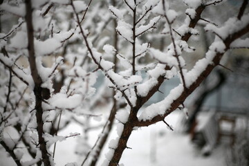 the first snow, nature in winter, new year, plants and trees under the snow