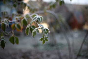 the first snow, nature in winter, new year, plants and trees under the snow
