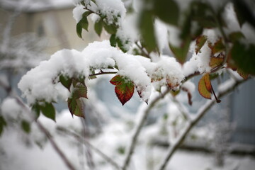 the first snow, nature in winter, new year, plants and trees under the snow