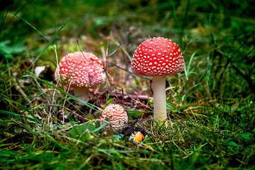 Fly Agaric Mushroom in Forest