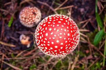 Fly Agaric Mushroom in Forest