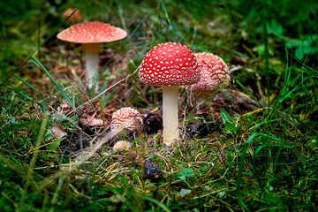 Fly Agaric Mushroom in Forest