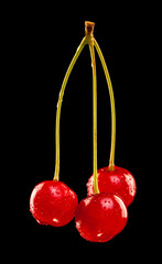 Red cherries in water drops isolated on black background.