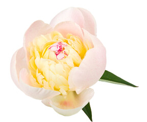 Peony flower isolated on white background.