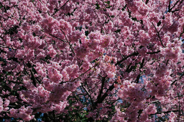 pink cherry blossom