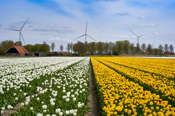 Bright tulip fields in blossom with wind turbines at the background   