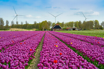 Bright tulip fields in blossom with wind turbines at the background   