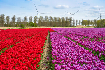 Bright tulip fields in blossom with wind turbines at the background   