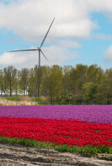 Bright tulip fields in blossom with wind turbines at the background   