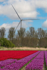 Bright tulip fields in blossom with wind turbines at the background   