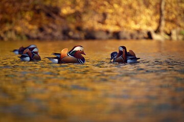 Beautiful mandarin ducks. Animals in the wild. Natural colorful background.