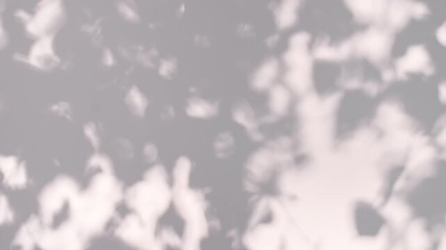 Soft light and shadows from tree branches, plant, foliage and leaves. Morning sunlight and tree shadows blowing by wind reflecting on wall. Summer concept. Product, advertising. . High quality 4k