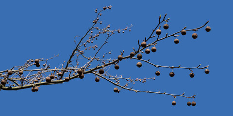 Branch