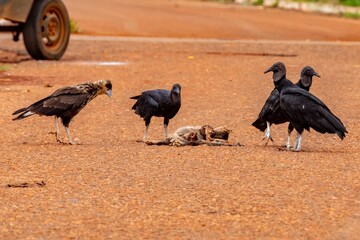 Scavenger birds, black vulture Coragyps atratus, feeding on a dead cat on the asphalt. Cycle of life and death, rebirth, purification, cleansing.