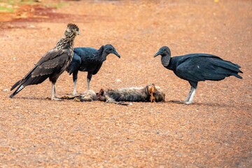 Scavenger birds, black vulture Coragyps atratus, feeding on a dead cat on the asphalt. Cycle of life and death, rebirth, purification, cleansing.