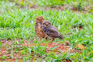 Burrowing owl athene cunicularia on the ground with green grass