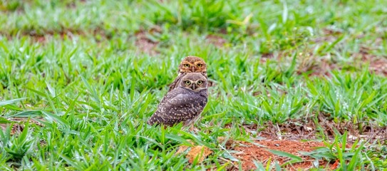 Burrowing owl athene cunicularia on the ground with green grass