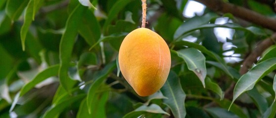 Tropical mango fruits on the tree. Mango varieties sword, palmer, rosa, caipira, coquinho, haden
