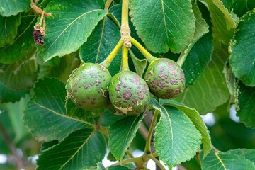 Immature fruits of pequi, caryocar brasiliense, on the tree in selective focus with depth blur. Perfect photo, well lit and well focused.
