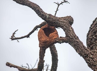 Fototapeta premium The iconic nest of the clay bird Furnarius rufus on the tree branch of the Brazilian cerrado biome