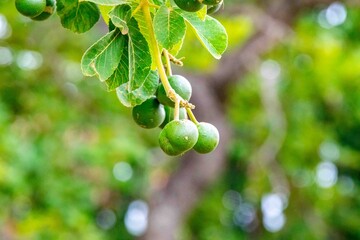 Immature fruits of pequi, caryocar brasiliense, on the tree in selective focus with depth blur. Perfect photo, well lit and well focused.