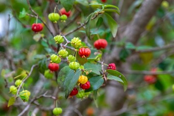Piantangueira Eugenia uniflora L. with many ripe and unripe pitanga fruits