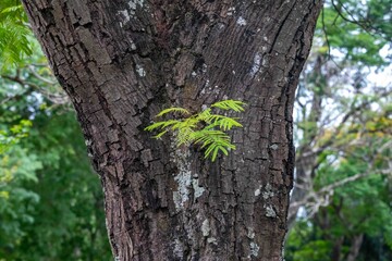 Young brono hatching from the rustic trunk, a symbol of resilience, perseverance and rebirth.