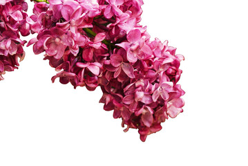 Isolate of lilac flowers for decoration.