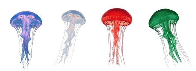 Jellyfish isolated on white background, translucent marine creature with flowing tentacles, ocean wildlife illustration, soft body sea animal showing natural texture and underwater beauty