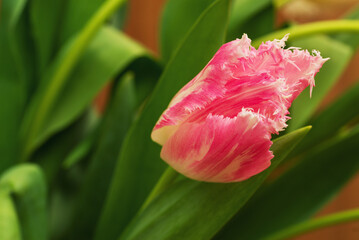 The spring pink tulip flower has blossomed.