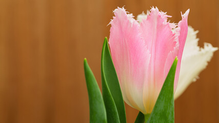 The spring pink tulip flower has blossomed.