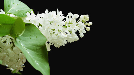 Studio photo of white lilac flowers.