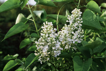 Beautiful bloom of white lilac in the garden.