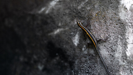 Reptile lizard on the stone close up photo