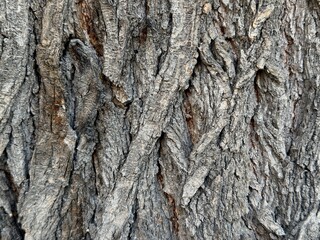 Close-up of tree bark with a detailed, rough texture, cracks, and deep lines. Gray and brown tones create a natural, organic background or texture. Nature, forest, ecology, and dendrology