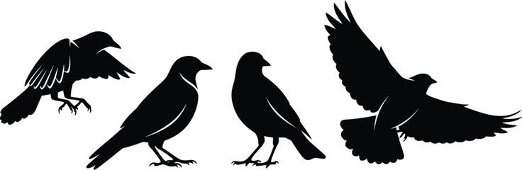 Silhouette collection of birds in various poses isolated on white background