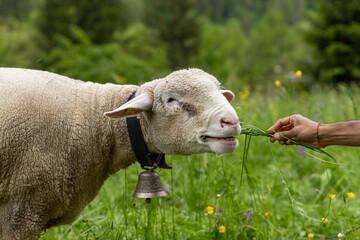 white sheep eating grass in swiss alps