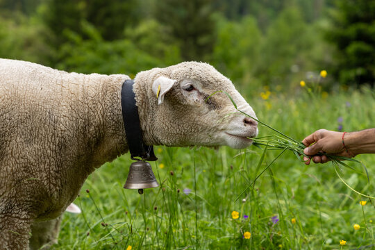white sheep eating grass in swiss alps