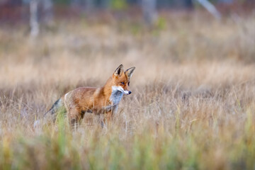 The red fox, Vulpes vulpes, in the waterlogged autumn taiga, Finland