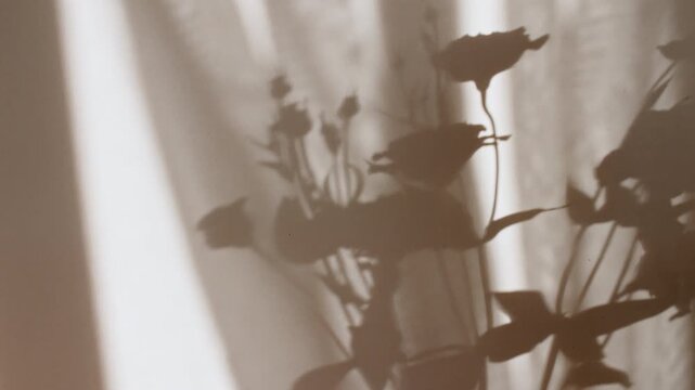Eustoma flowers stand in a vase. Transparent soft light and shadow from leaves of the eustoma on wall. Wind blows through the open window in the room. Waving white tulle near the window. .4k