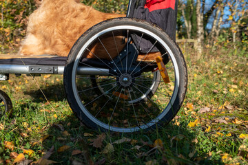 Dog resting in a pet wheelchair outside during a sunny autumn day.