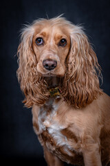 The English Cocker Spaniel